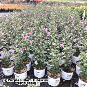 September 2024 3g Purple Pillar Hibiscus Group for Website